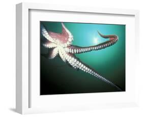 Giant Pacific Octopus, Pacific Northwest, USA-Stuart Westmoreland-Framed Photographic Print