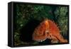 Giant Pacific Octopus Portrait Off Vancouver Island, B.C-James White-Framed Stretched Canvas
