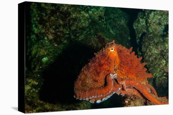 Giant Pacific Octopus Portrait Off Vancouver Island, B.C-James White-Stretched Canvas