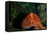 Giant Pacific Octopus Portrait Off Vancouver Island, B.C-James White-Framed Stretched Canvas