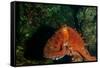 Giant Pacific Octopus Portrait Off Vancouver Island, B.C-James White-Framed Stretched Canvas