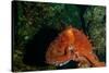 Giant Pacific Octopus Portrait Off Vancouver Island, B.C-James White-Stretched Canvas