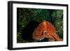 Giant Pacific Octopus Portrait Off Vancouver Island, B.C-James White-Framed Photographic Print