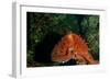 Giant Pacific Octopus Portrait Off Vancouver Island, B.C-James White-Framed Photographic Print