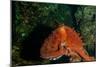 Giant Pacific Octopus Portrait Off Vancouver Island, B.C-James White-Mounted Photographic Print