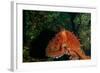 Giant Pacific Octopus Portrait Off Vancouver Island, B.C-James White-Framed Photographic Print