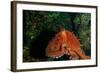 Giant Pacific Octopus Portrait Off Vancouver Island, B.C-James White-Framed Photographic Print