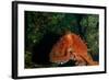 Giant Pacific Octopus Portrait Off Vancouver Island, B.C-James White-Framed Photographic Print