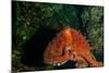 Giant Pacific Octopus Portrait Off Vancouver Island, B.C-James White-Mounted Photographic Print