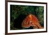 Giant Pacific Octopus Portrait Off Vancouver Island, B.C-James White-Framed Photographic Print