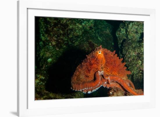 Giant Pacific Octopus Portrait Off Vancouver Island, B.C-James White-Framed Photographic Print