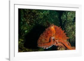 Giant Pacific Octopus Portrait Off Vancouver Island, B.C-James White-Framed Photographic Print