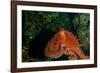 Giant Pacific Octopus Portrait Off Vancouver Island, B.C-James White-Framed Photographic Print