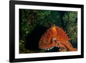 Giant Pacific Octopus Portrait Off Vancouver Island, B.C-James White-Framed Photographic Print