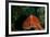 Giant Pacific Octopus Portrait Off Vancouver Island, B.C-James White-Framed Photographic Print