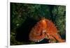 Giant Pacific Octopus Portrait Off Vancouver Island, B.C-James White-Framed Photographic Print