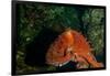 Giant Pacific Octopus Portrait Off Vancouver Island, B.C-James White-Framed Photographic Print