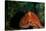 Giant Pacific Octopus Portrait Off Vancouver Island, B.C-James White-Stretched Canvas