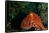 Giant Pacific Octopus Portrait Off Vancouver Island, B.C-James White-Framed Stretched Canvas