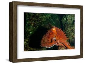 Giant Pacific Octopus Portrait Off Vancouver Island, B.C-James White-Framed Photographic Print