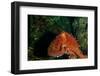 Giant Pacific Octopus Portrait Off Vancouver Island, B.C-James White-Framed Photographic Print