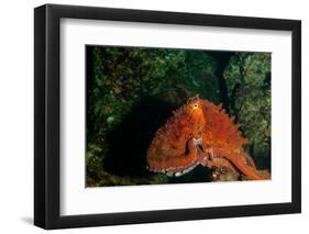 Giant Pacific Octopus Portrait Off Vancouver Island, B.C-James White-Framed Photographic Print