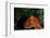 Giant Pacific Octopus Portrait Off Vancouver Island, B.C-James White-Framed Photographic Print