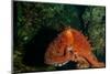 Giant Pacific Octopus Portrait Off Vancouver Island, B.C-James White-Mounted Photographic Print