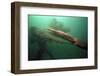 Giant Pacific Octopus Squirting Ink At Diver, British Columbia Canada-Jeff Rotman-Framed Photographic Print