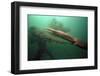 Giant Pacific Octopus Squirting Ink At Diver, British Columbia Canada-Jeff Rotman-Framed Photographic Print