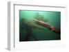 Giant Pacific Octopus Squirting Ink At Diver, British Columbia Canada-Jeff Rotman-Framed Photographic Print