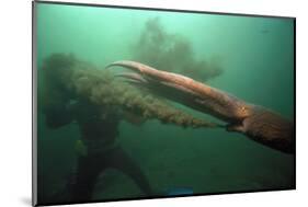 Giant Pacific Octopus Squirting Ink At Diver, British Columbia Canada-Jeff Rotman-Mounted Photographic Print