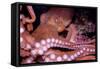 Giant Pacific Octopus-null-Framed Stretched Canvas