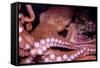 Giant Pacific Octopus-null-Framed Stretched Canvas