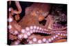 Giant Pacific Octopus-null-Stretched Canvas