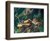 Giant Pacific Octopus-pr2is-Framed Photographic Print