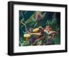 Giant Pacific Octopus-pr2is-Framed Photographic Print