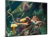 Giant Pacific Octopus-pr2is-Mounted Photographic Print