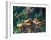 Giant Pacific Octopus-pr2is-Framed Photographic Print
