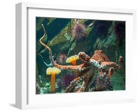 Giant Pacific Octopus-pr2is-Framed Photographic Print