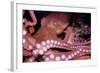 Giant Pacific Octopus-null-Framed Photographic Print