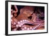 Giant Pacific Octopus-null-Framed Photographic Print