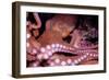 Giant Pacific Octopus-null-Framed Photographic Print