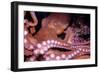 Giant Pacific Octopus-null-Framed Photographic Print