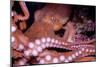 Giant Pacific Octopus-null-Mounted Photographic Print