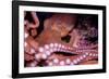 Giant Pacific Octopus-null-Framed Photographic Print