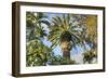 Giant Palm-Robert Goldwitz-Framed Giclee Print