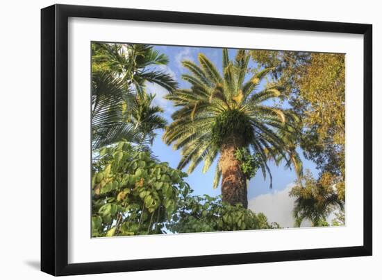 Giant Palm-Robert Goldwitz-Framed Giclee Print