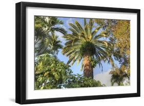 Giant Palm-Robert Goldwitz-Framed Giclee Print