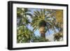 Giant Palm-Robert Goldwitz-Framed Giclee Print